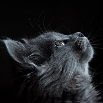 shadow